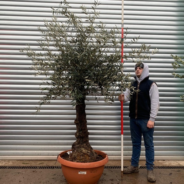 Olive Trees | Gnarled Olive Trees | 20282