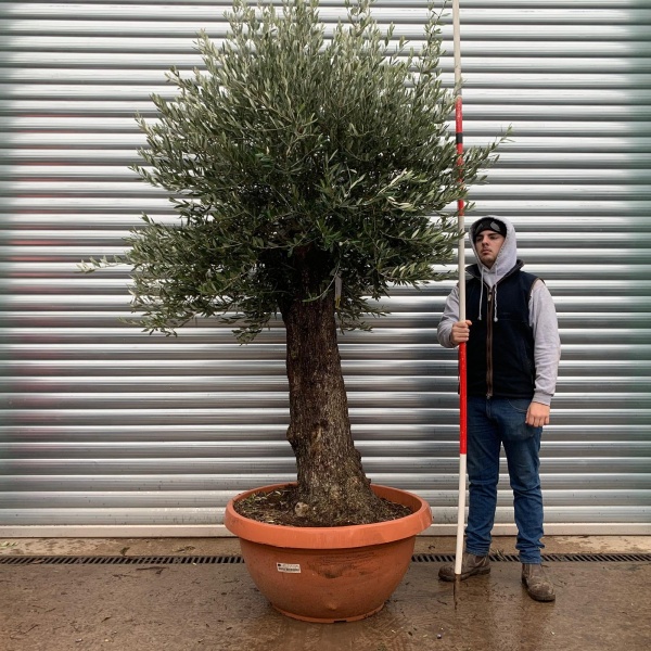 Olive Trees | Gnarly Old Olive Trees | 20386