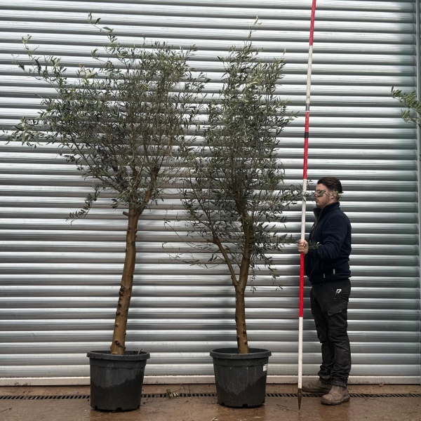 Olive Trees | Mature Olive Trees | Buy One Get One Free 20755 56