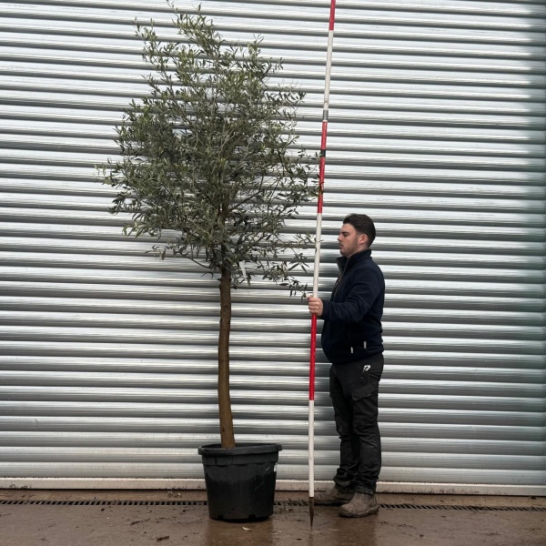 Olive Trees | Mature Olive Trees | Windsor 20758