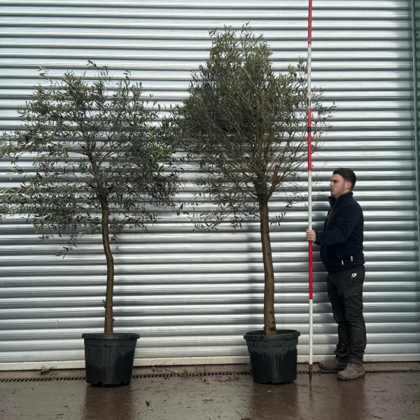 Olive Trees | Mature Olive Trees | Buy One Get One Free 20760 61