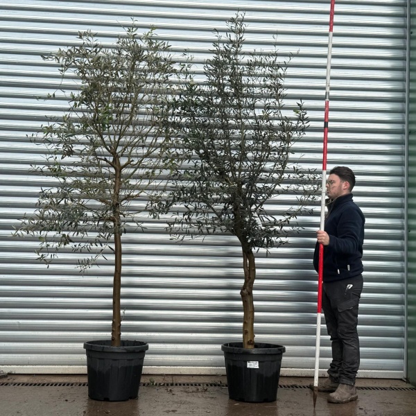Olive Trees | Mature Olive Trees | Buy One Get One Free 20762 63