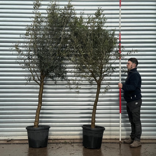 Olive Trees | Mature Olive Trees | Buy One Get One Free 20764 65