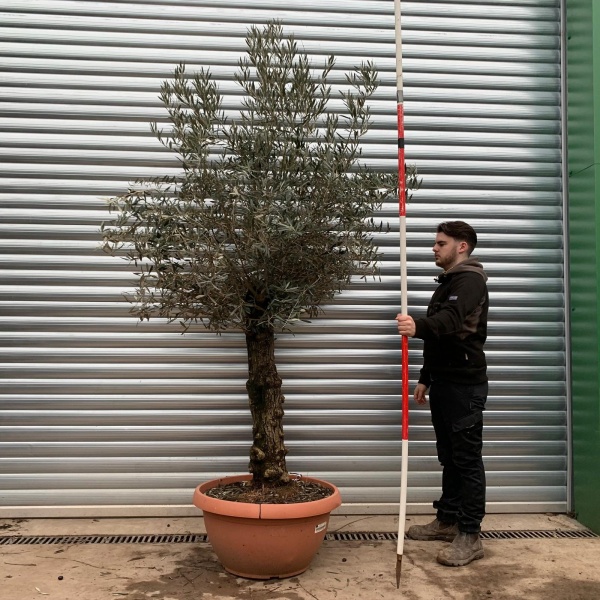 Olive Trees | Old Olive Trees | 20814