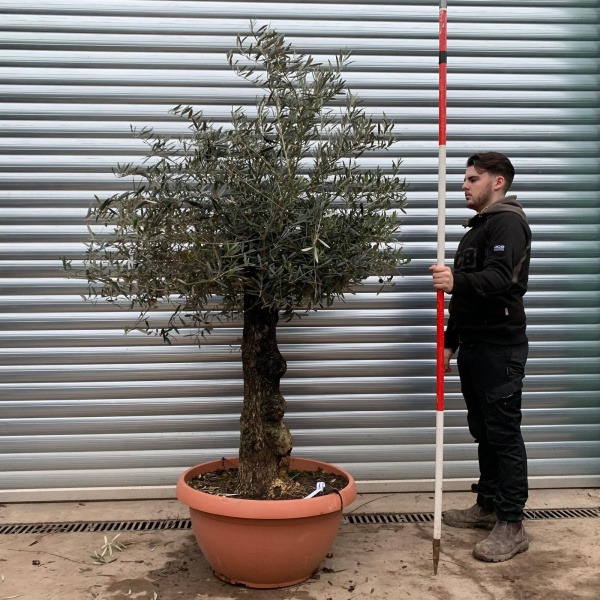 Olive Trees | Old Olive Trees | 20816