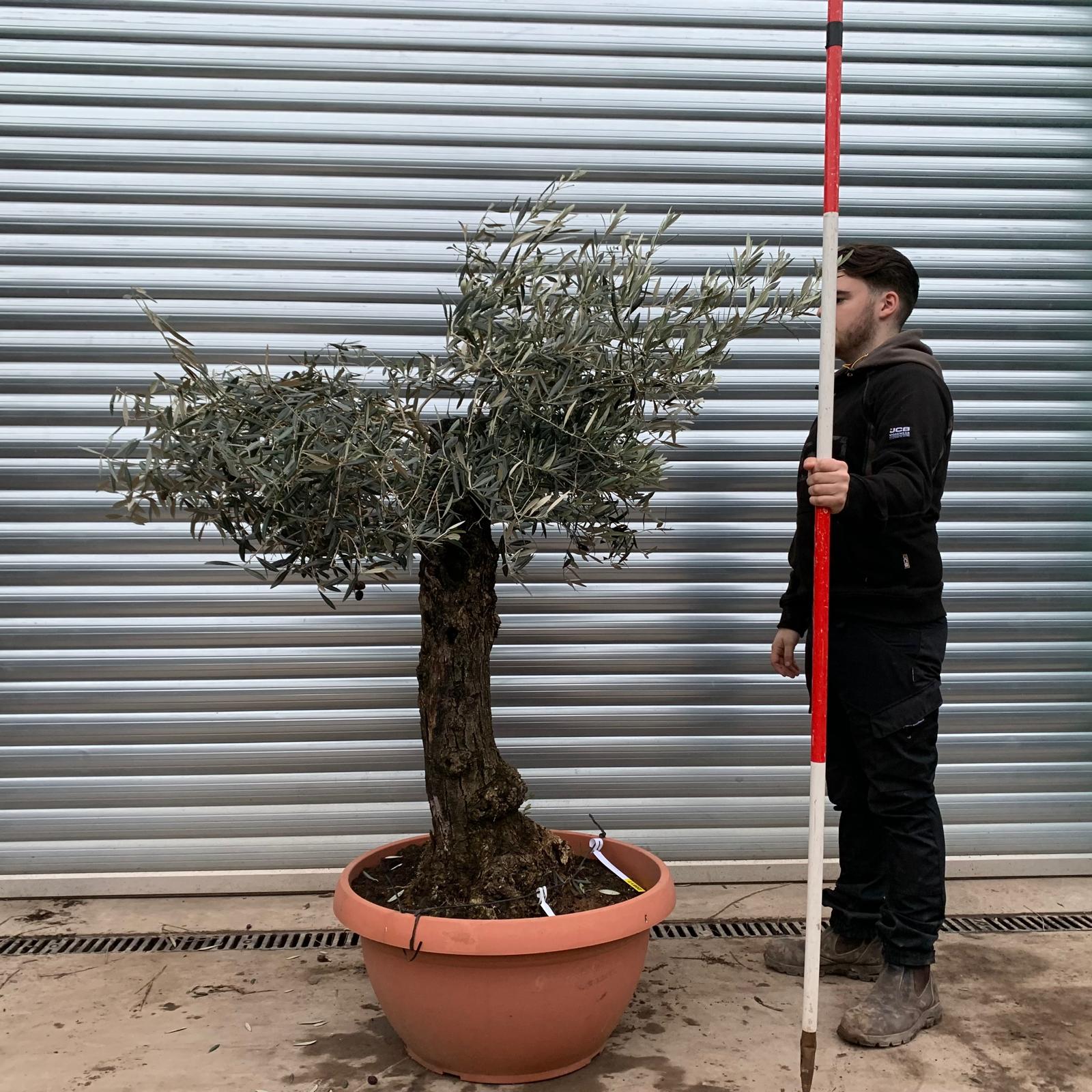 Olive Trees | Old Olive Trees | 20817 1 Olive Trees | Old Olive Trees | 20817