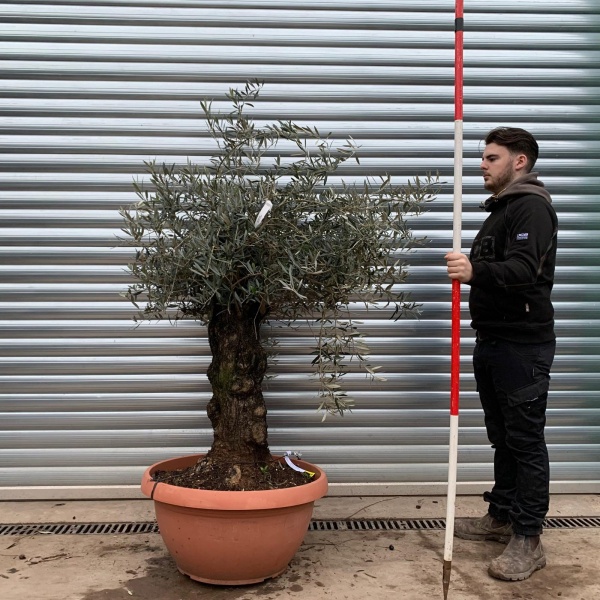Olive Trees | Ancient Olive Trees | 20818