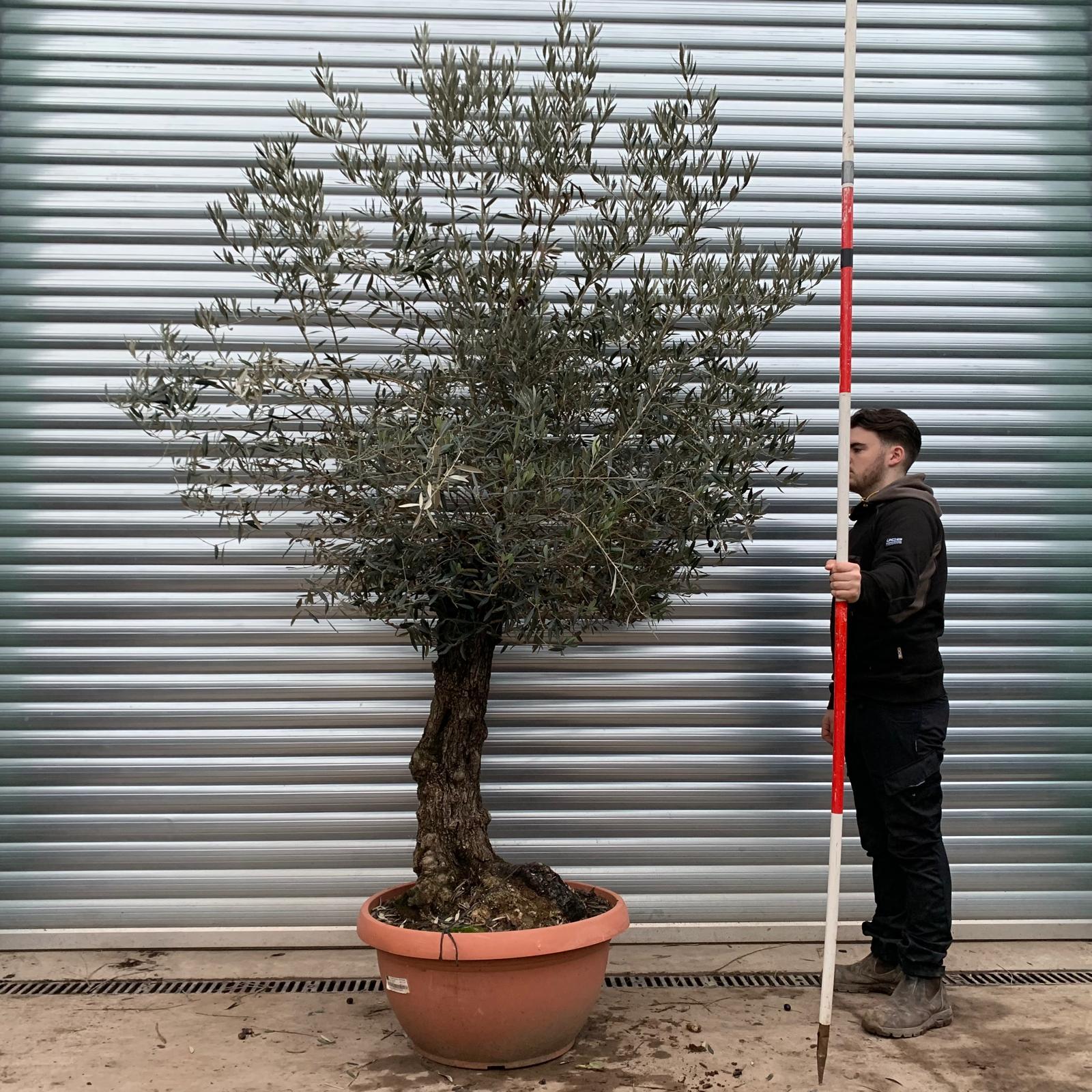 Olive Trees | Gnarly Olive Trees | 20819 1 Olive Trees | Gnarly Olive Trees | 20819