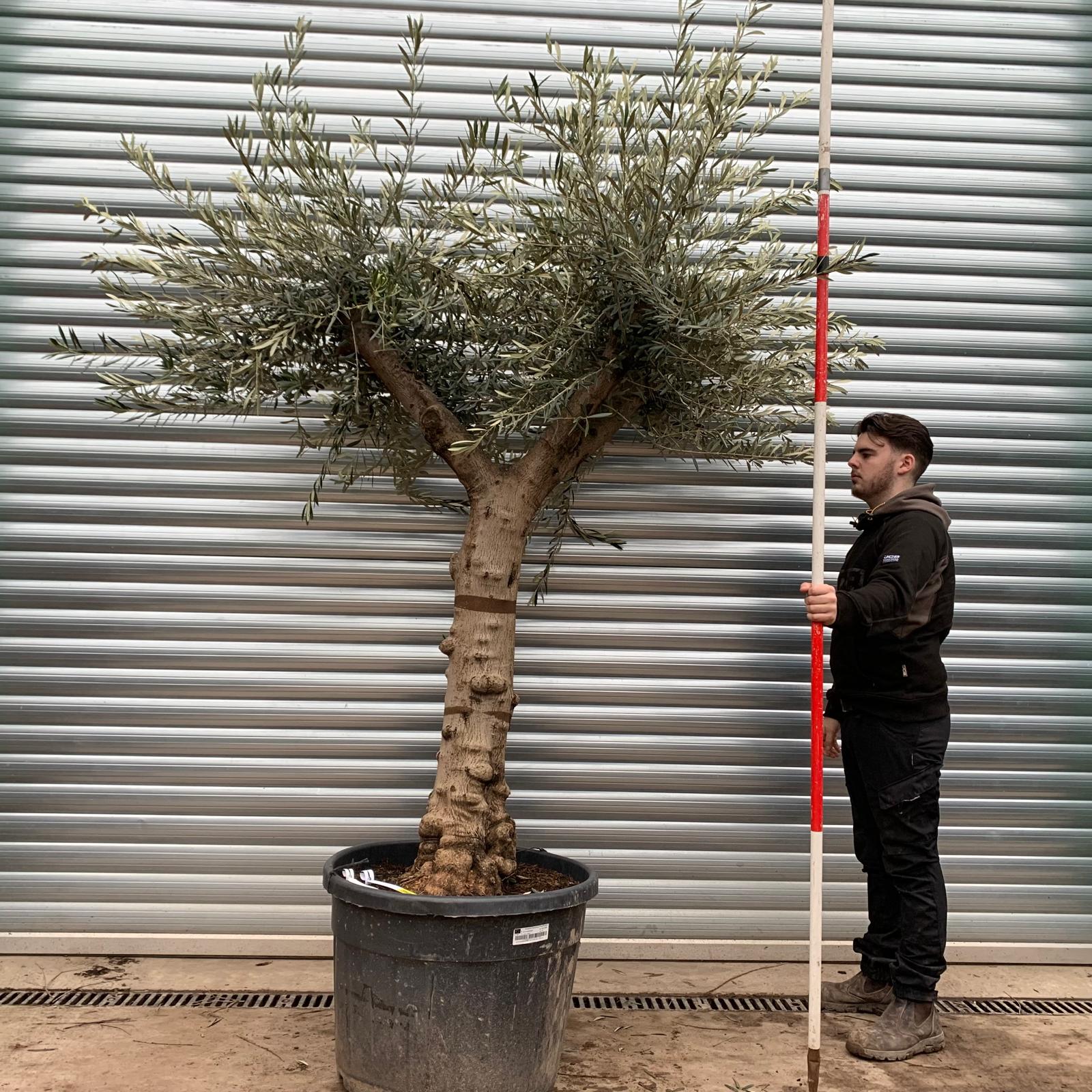 Olive Trees | Branched Olive Trees | 20821 1 Olive Trees | Branched Olive Trees | 20821