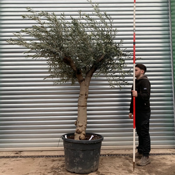 Olive Trees | Branched Olive Trees | 20822