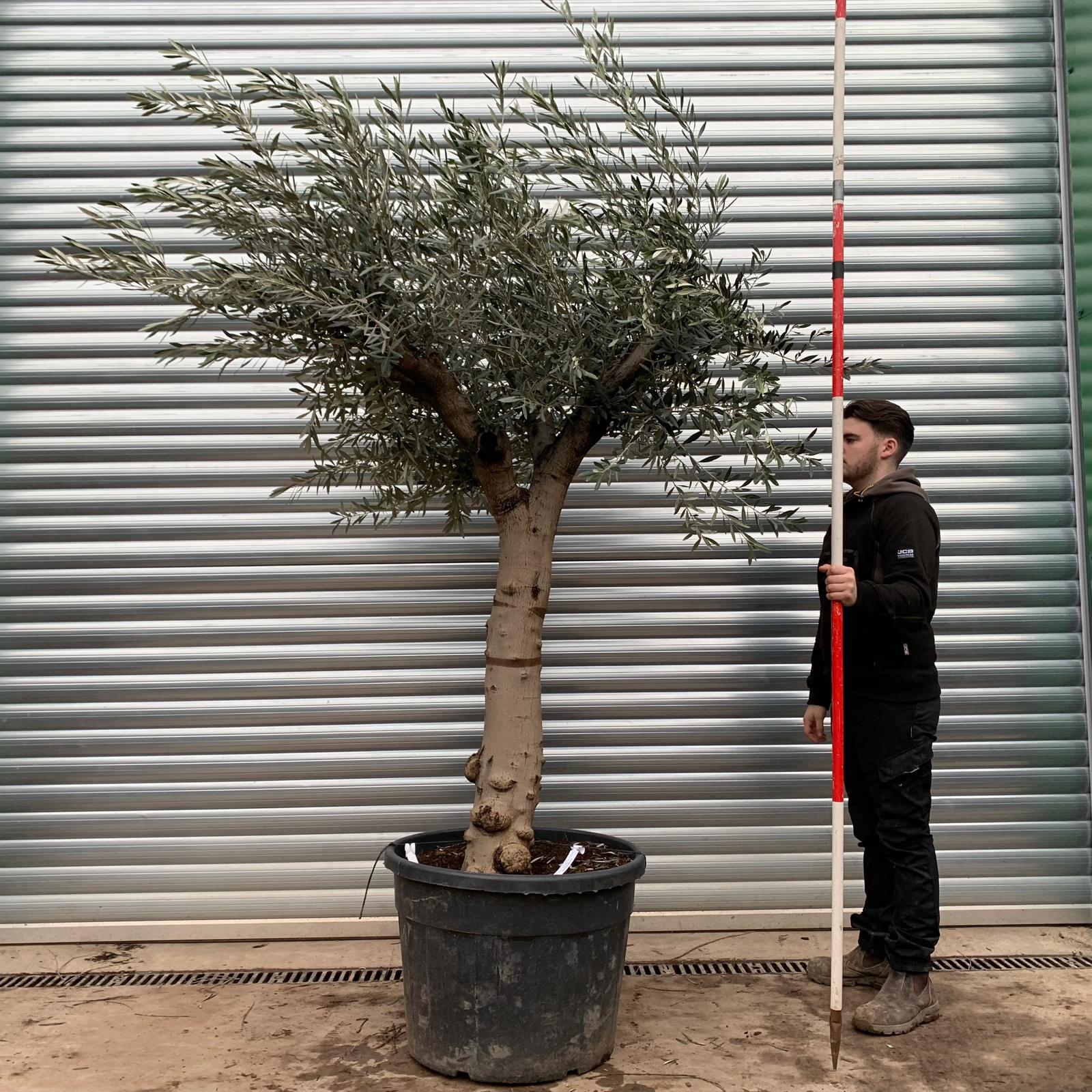 Olive Trees | Branched Olive Trees | 20822 1 Olive Trees | Branched Olive Trees | 20822