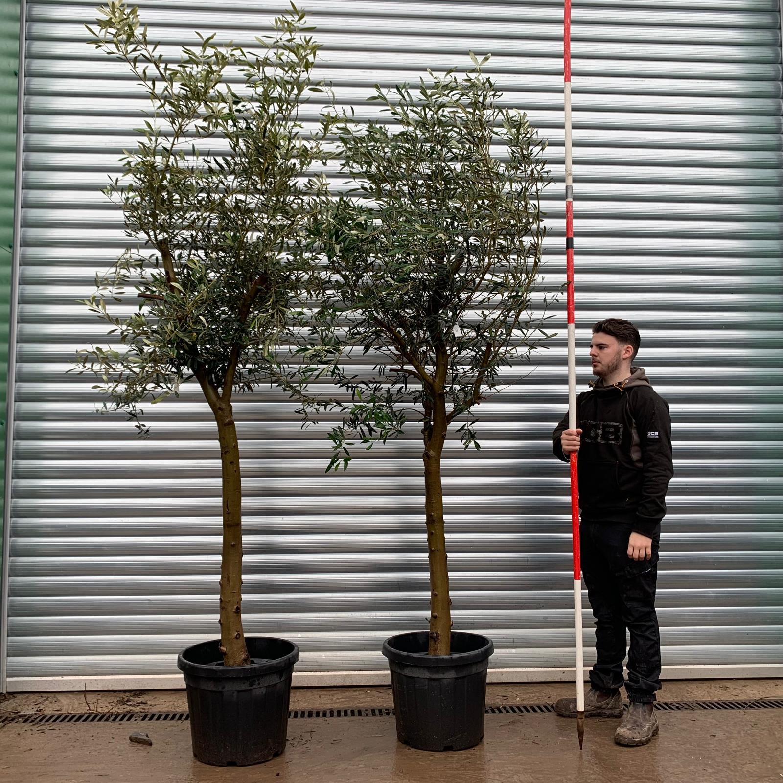 Olive Trees | Mature Olive Trees | Buy One Get One Free 20823 24 1 Olive Trees | Mature Olive Trees | Buy One Get One Free 20823 24