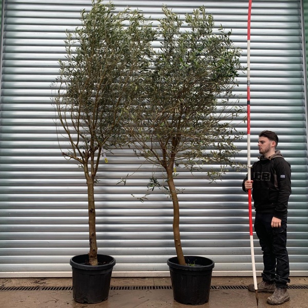Olive Trees | Mature Olive Trees | Buy One Get One Free 20825 26