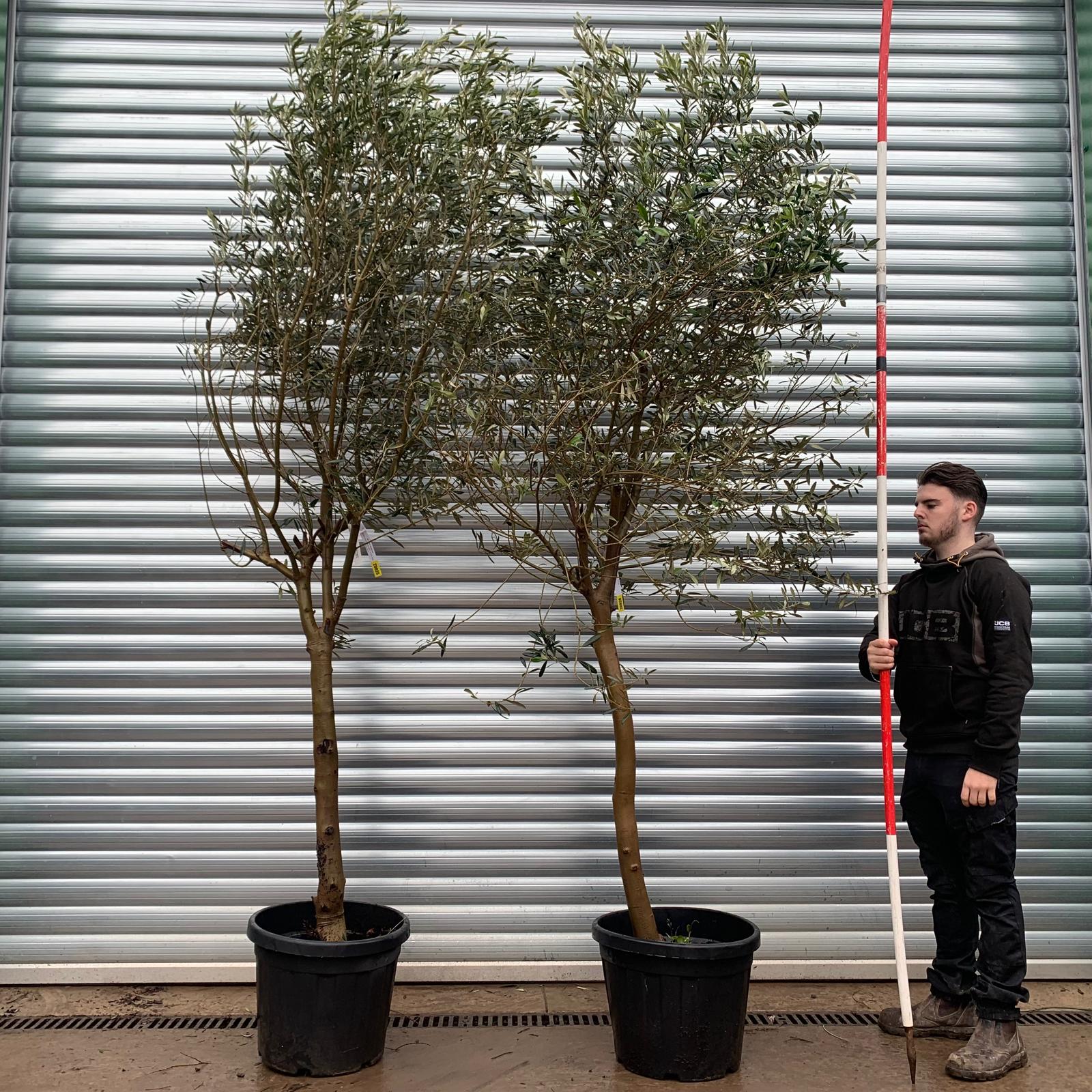 Olive Trees | Mature Olive Trees | Buy One Get One Free 20825 26 1 Olive Trees | Mature Olive Trees | Buy One Get One Free 20825 26