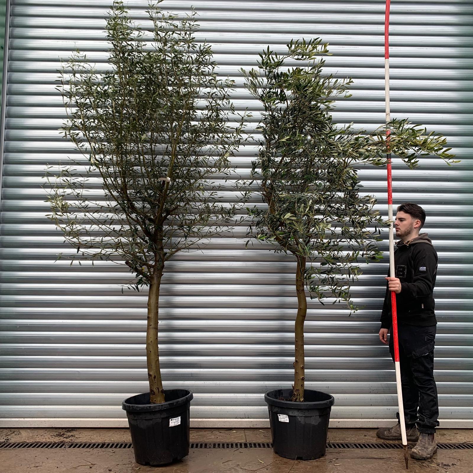 Olive Trees | Mature Olive Trees | Buy One Get One Free 20827 28 1 Olive Trees | Mature Olive Trees | Buy One Get One Free 20827 28
