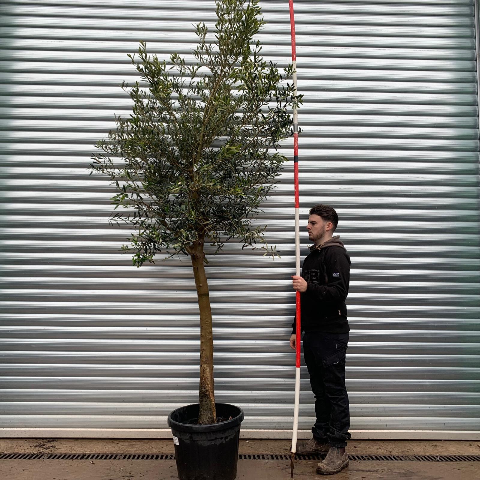 Olive Trees | Screening Olive Trees | Windsor 20831 1 Olive Trees | Screening Olive Trees | Windsor 20831