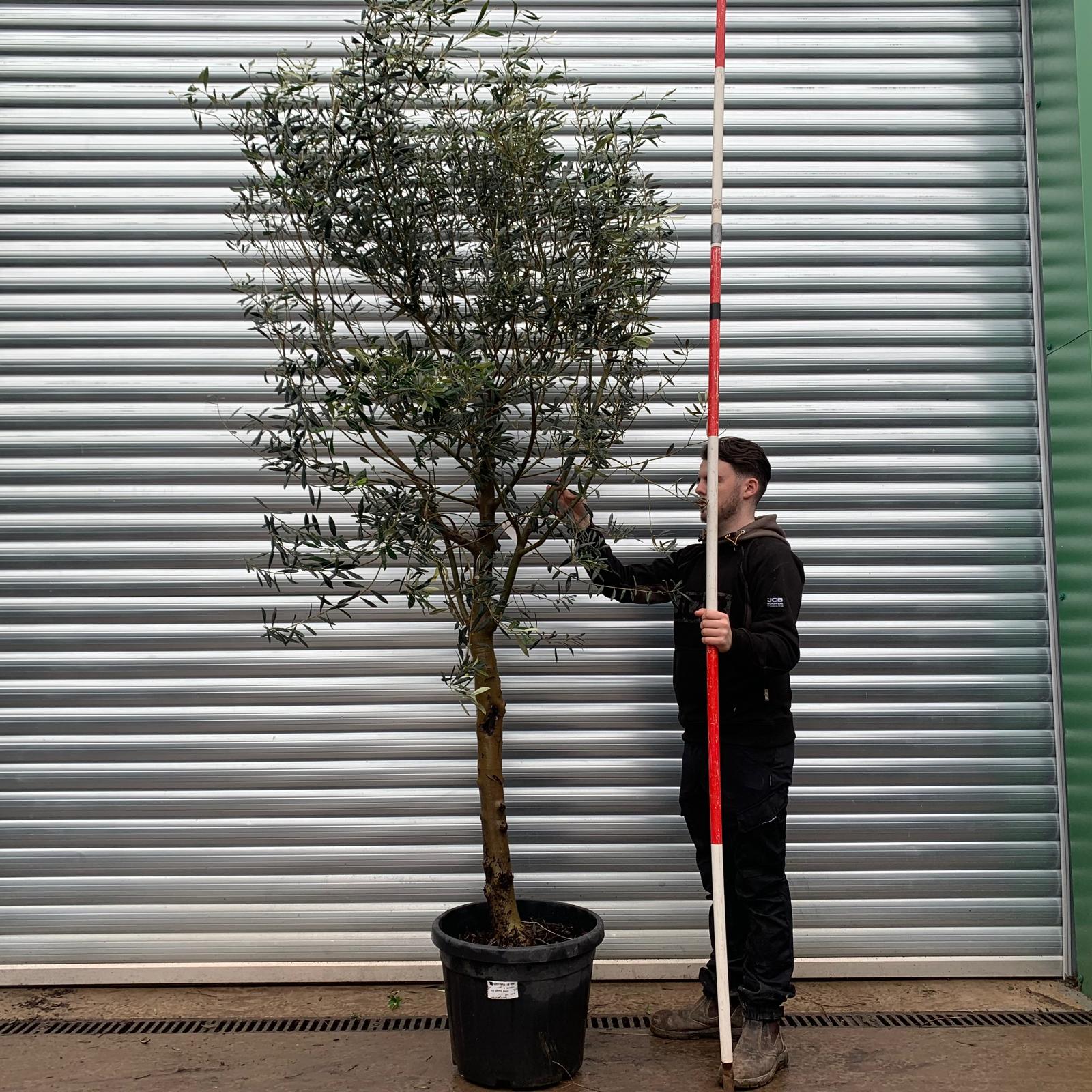 Olive Trees | Mature Olive Trees | Windsor 20832 1 Olive Trees | Mature Olive Trees | Windsor 20832