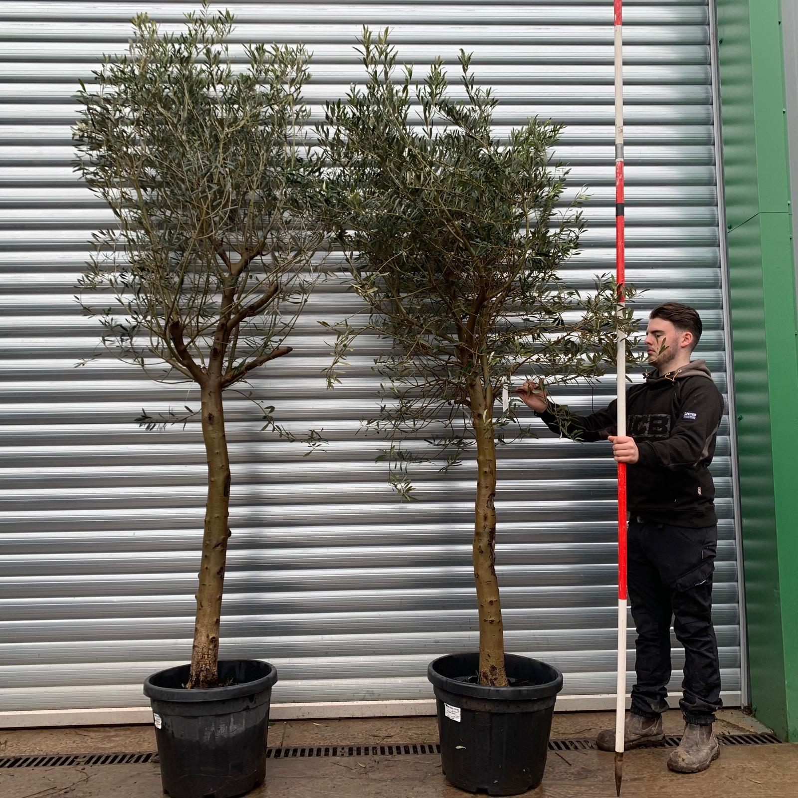 Olive Trees | Mature Olive Trees | Buy One Get One Free! 20833 34 1 Olive Trees | Mature Olive Trees | Buy One Get One Free! 20833 34