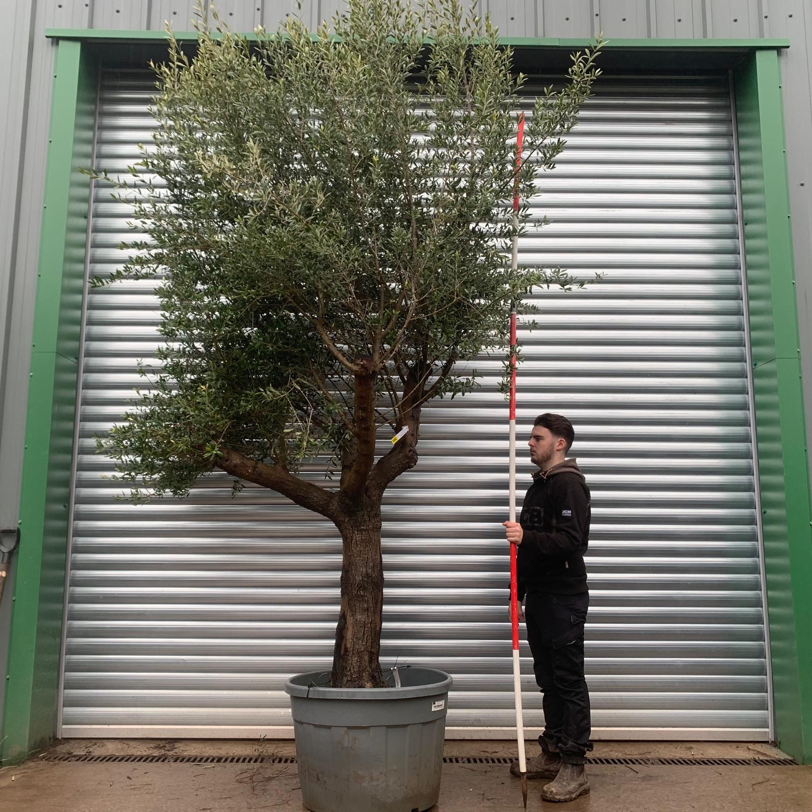 Olive Trees | Branched Olive Trees | 20835 1 Olive Trees | Branched Olive Trees | 20835