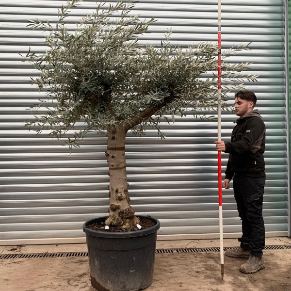 Olive Trees | Branched Olive Trees | 20841