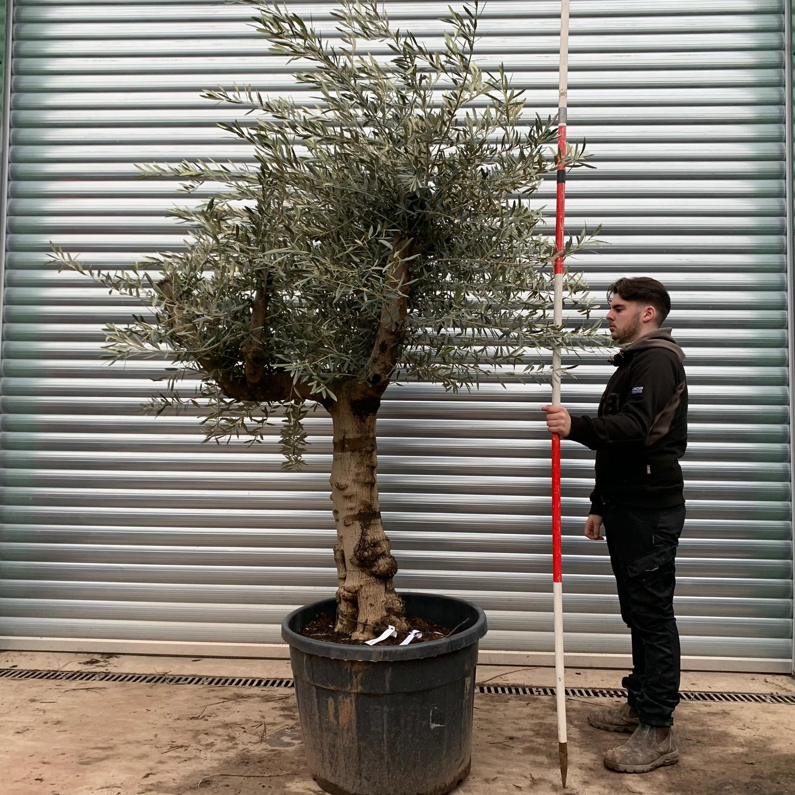 Olive Trees | Branched Olive Trees | 20842 1 Olive Trees | Branched Olive Trees | 20842