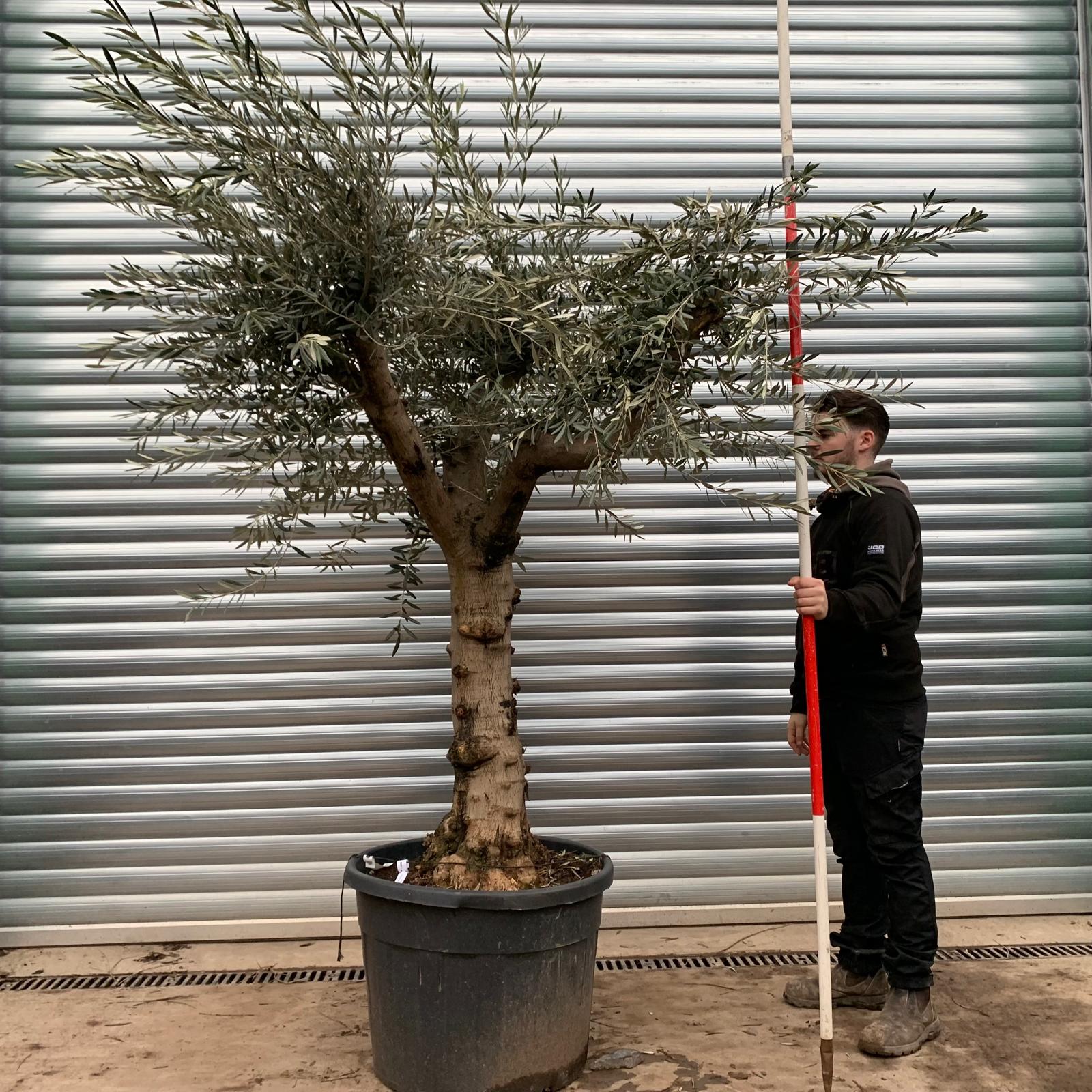 Olive Trees | Branched Olive Trees | 20843 1 Olive Trees | Branched Olive Trees | 20843