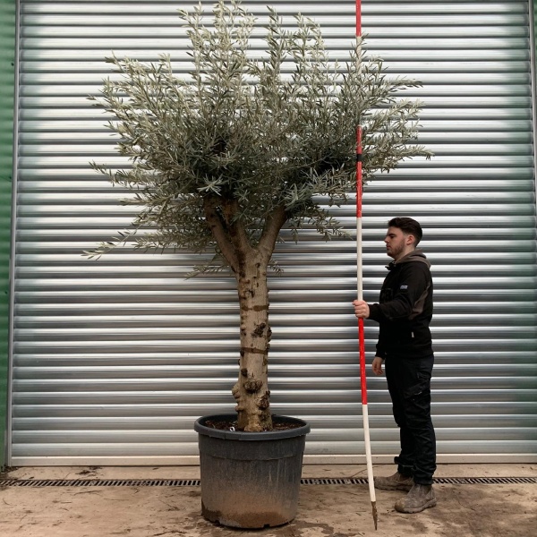 Olive Trees | Branched Olive Trees | 20844