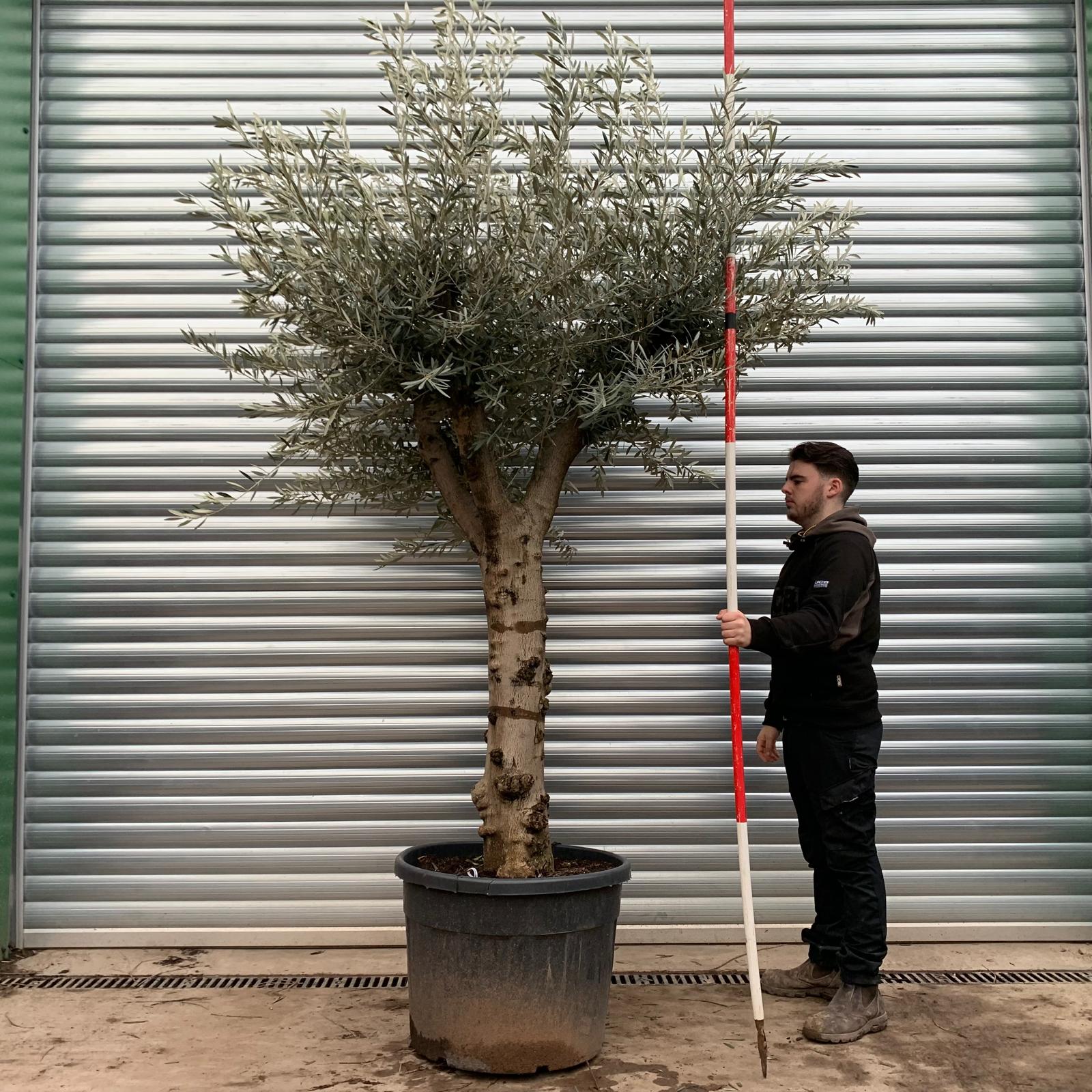 Olive Trees | Branched Olive Trees | 20844 1 Olive Trees | Branched Olive Trees | 20844