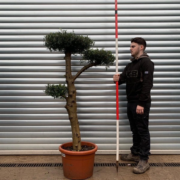 Olive Trees | Cloud Olive Trees | 20845