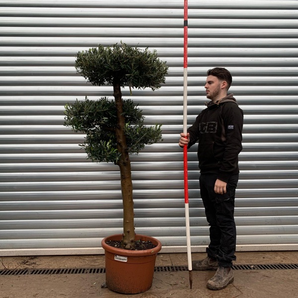 Olive Trees | Cloud Olive Trees | 20846