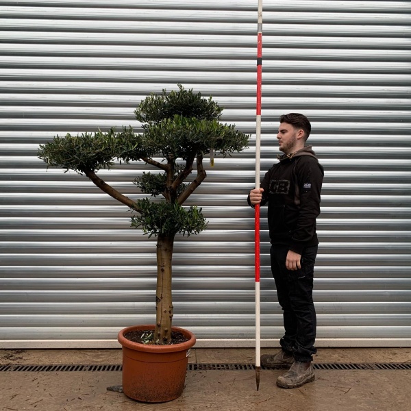 Olive Trees | Cloud Olive Trees | 20847