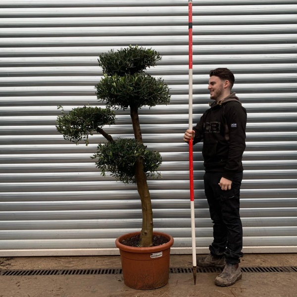 Olive Trees | Cloud Olive Trees | 20848