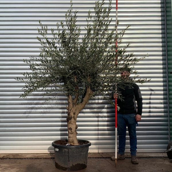 Olive Trees | Branched Olive Trees | 20921