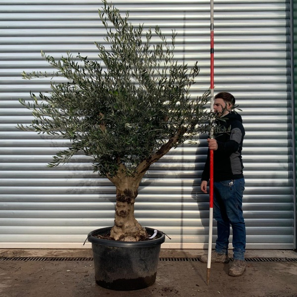 Olive Trees | Branched Olive Trees | 20922