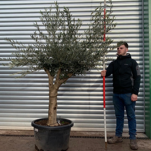 Olive Trees | Mature Olive Trees | 20923