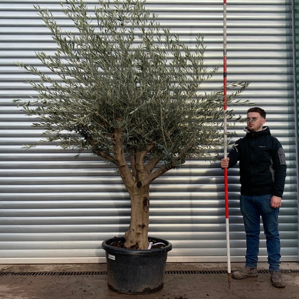Olive Trees | Branched Mature Olive Trees | 20924