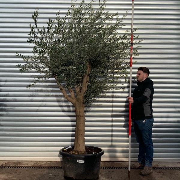 Olive Trees | Mature Olive Trees | 20925