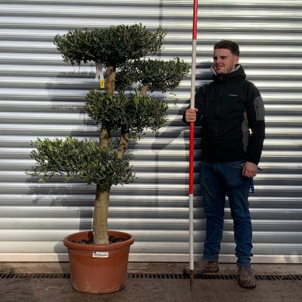 Olive Trees | Cloud Olive Trees | 20927