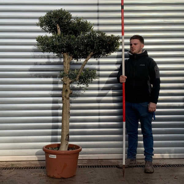 Olive Trees | Cloud Olive Trees | 20928