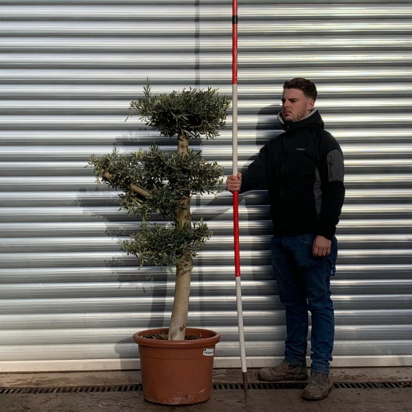 Olive Trees | Cloud Olive Trees | 20929