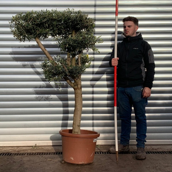 Olive Trees | Cloud Olive Trees | 20930