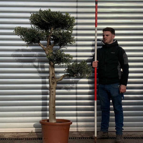 Olive Trees | Cloud Olive Trees | 20931