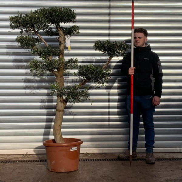 Olive Trees | Cloud Olive Trees | 20932