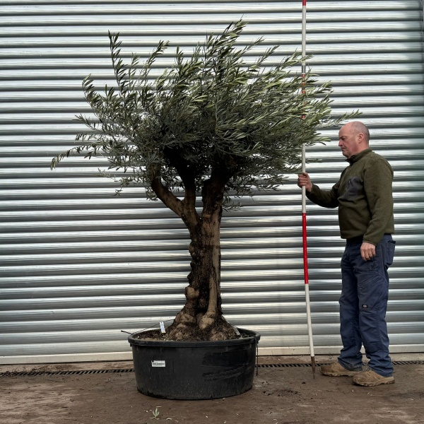 Olive Trees | Branched Olive Trees | 20935