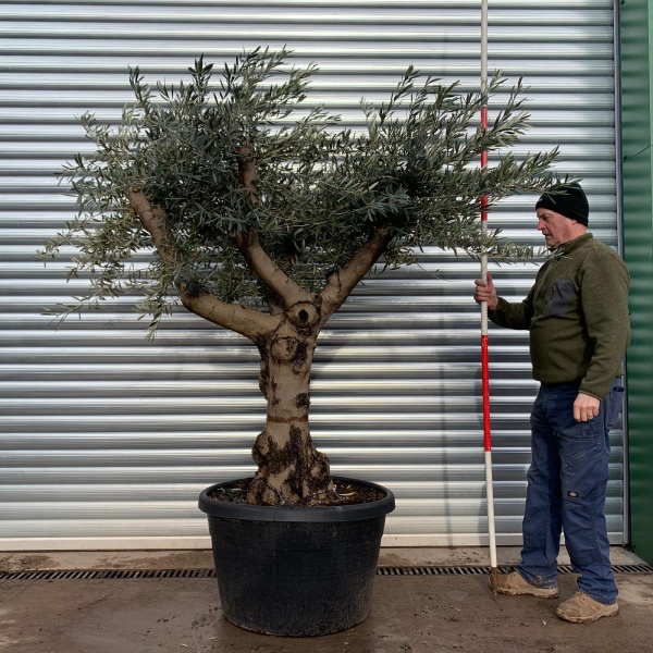 Olive Trees | Branched Olive Trees | 20938