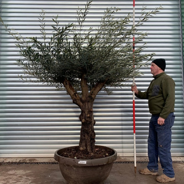 Olive Trees | Branched Olive Trees | 20941