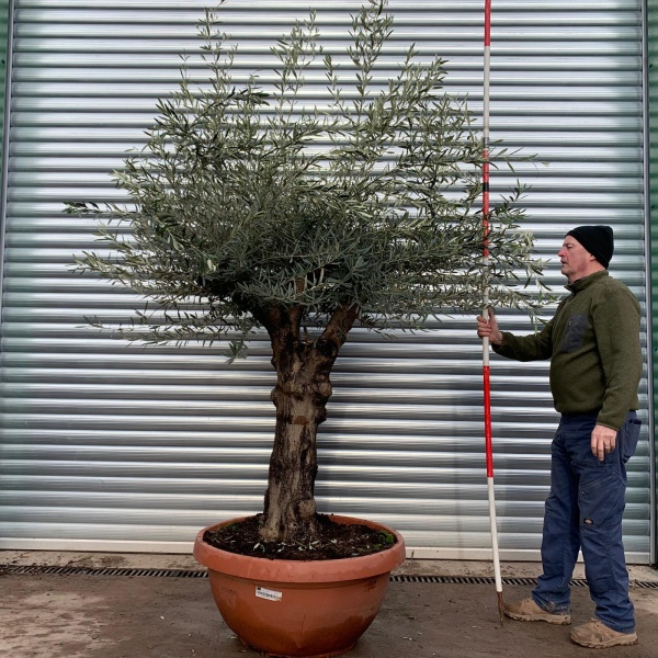 Olive Trees | Branched Olive Trees | 20942