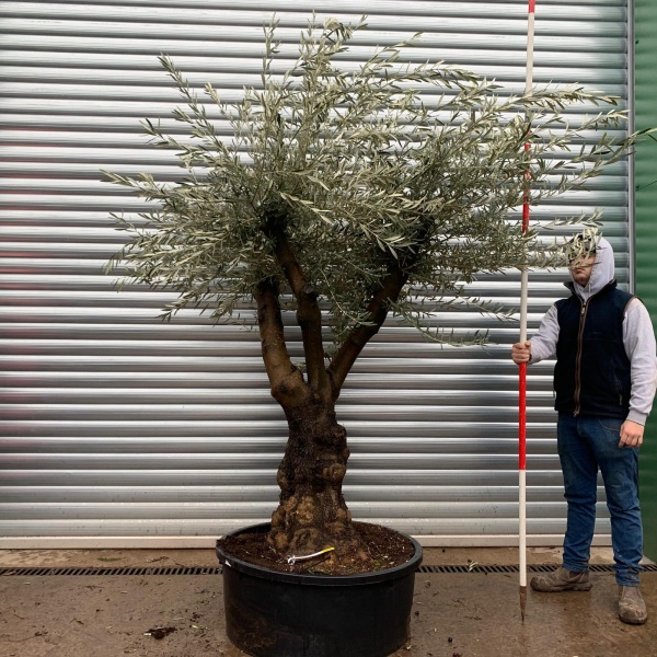 Olive Trees | Branched Olive Trees | 20949