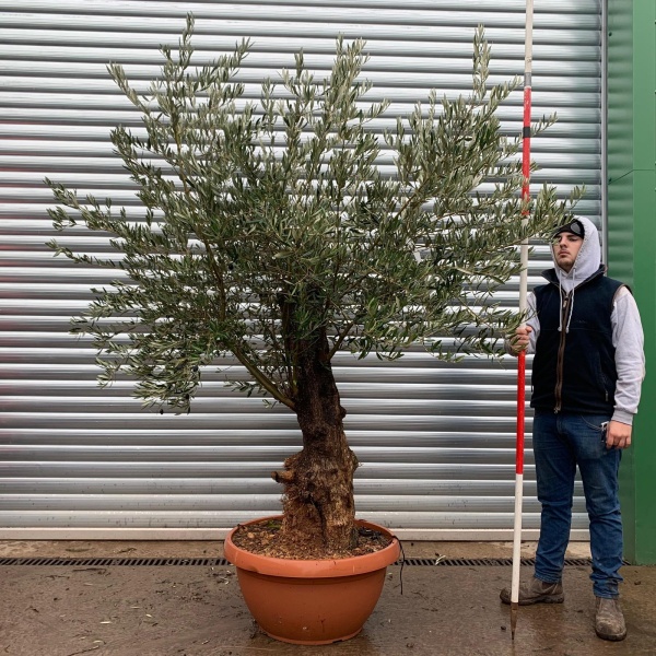 Olive Trees | Gnarled Old Olive Trees | 20951