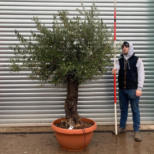 Olive Trees | Gnarly Old Olive Trees | 20952